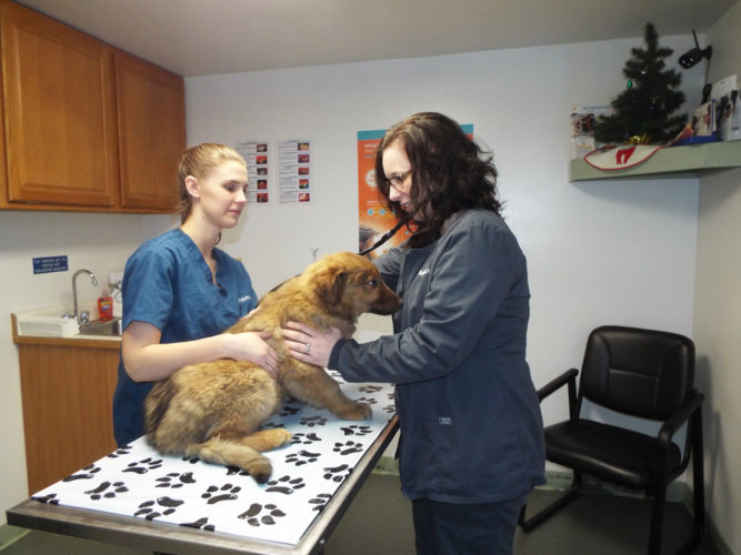 Emergency veterinary clinic opens in Mifflintown News, Sports, Jobs